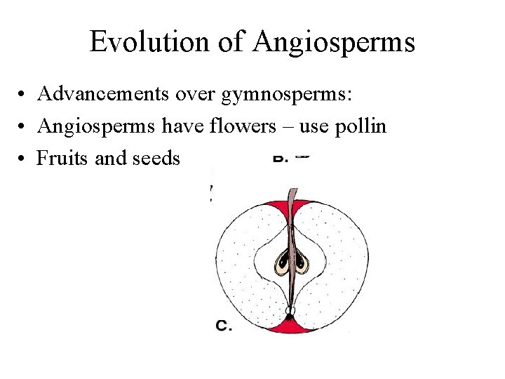 Evolution of Angiosperms • Advancements over gymnosperms: • Angiosperms have flowers – use pollin