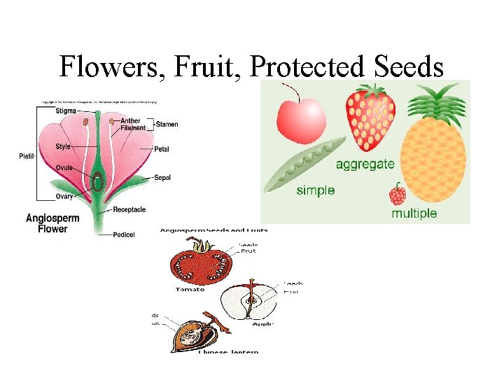 Flowers, Fruit, Protected Seeds 