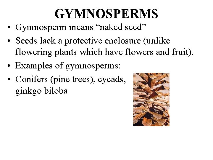 GYMNOSPERMS • Gymnosperm means “naked seed” • Seeds lack a protective enclosure (unlike flowering