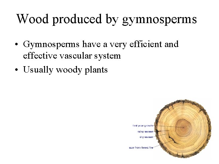 Wood produced by gymnosperms • Gymnosperms have a very efficient and effective vascular system
