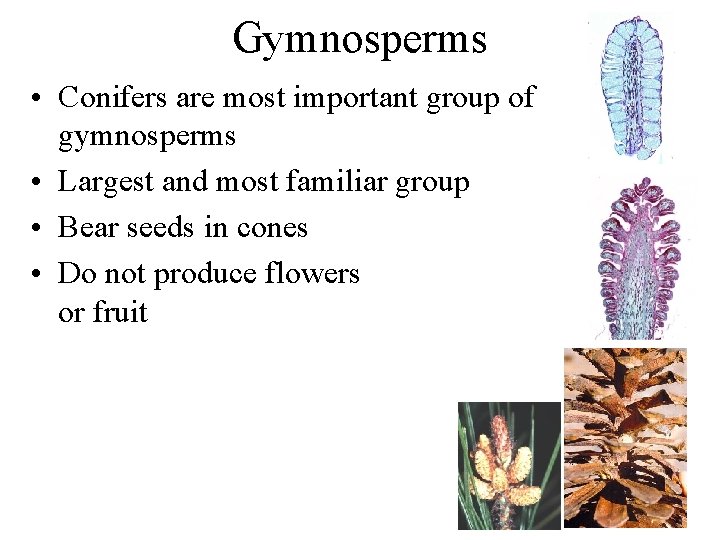 Gymnosperms • Conifers are most important group of gymnosperms • Largest and most familiar