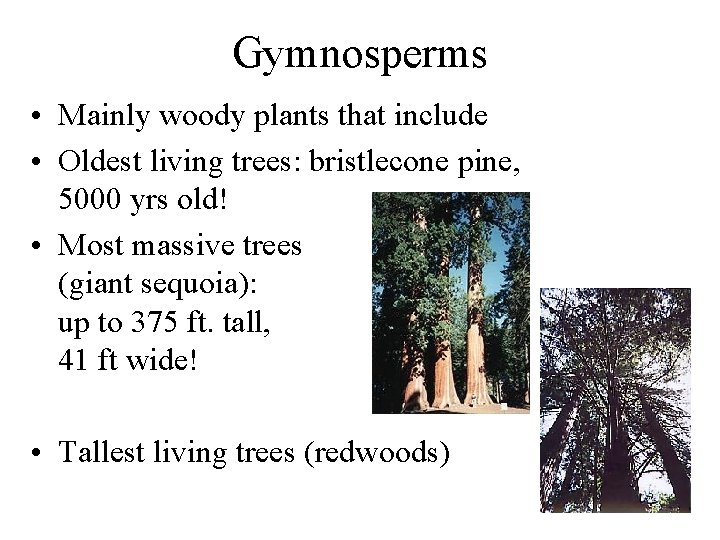 Gymnosperms • Mainly woody plants that include • Oldest living trees: bristlecone pine, 5000