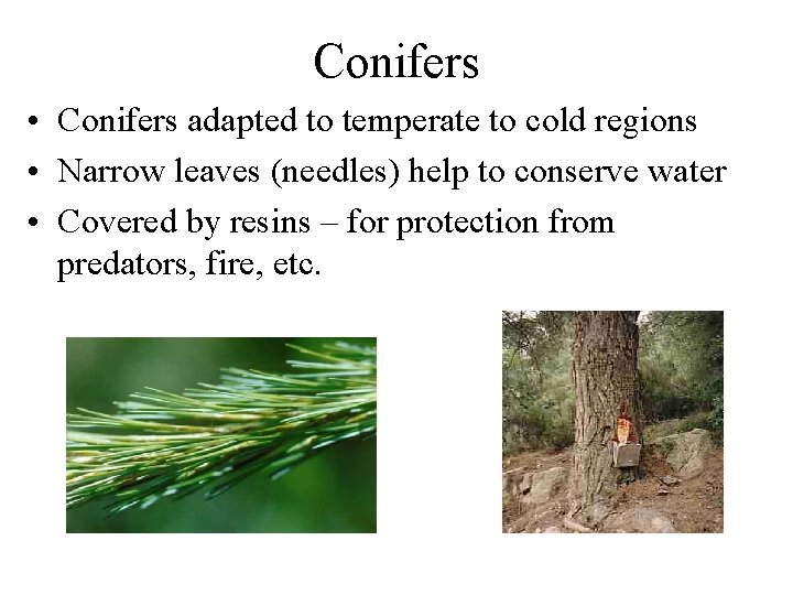 Conifers • Conifers adapted to temperate to cold regions • Narrow leaves (needles) help