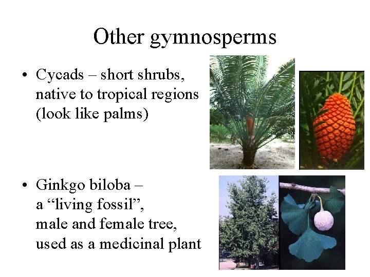 Other gymnosperms • Cycads – short shrubs, native to tropical regions (look like palms)