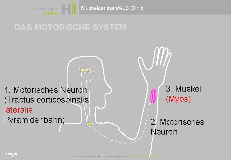 Muskelzentrum/ALS Clinic DAS MOTORISCHE SYSTEM 1. Motorisches Neuron (Tractus corticospinalis lateralis Pyramidenbahn) 3. Muskel Muskelzentrum/ALS Clinic DAS MOTORISCHE SYSTEM 1. Motorisches Neuron (Tractus corticospinalis lateralis Pyramidenbahn) 3. Muskel