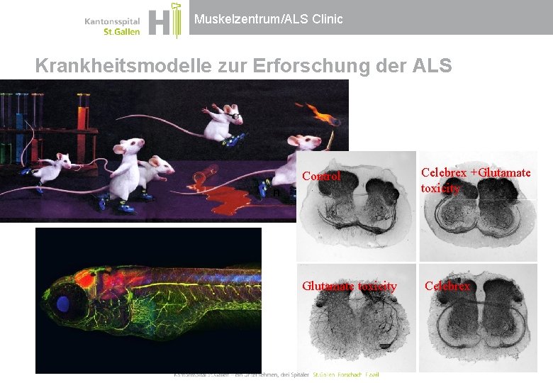 Muskelzentrum/ALS Clinic Krankheitsmodelle zur Erforschung der ALS Control Celebrex +Glutamate toxicity Celebrex n Muskelzentrum/ALS Clinic Krankheitsmodelle zur Erforschung der ALS Control Celebrex +Glutamate toxicity Celebrex n