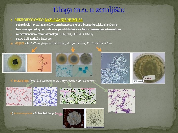 Uloga m. o. u zemljištu 2) MIKROBIOLOŠKO RAZLAGANJE HUMUSA - Mikrobiološko razlaganje humusnih materija