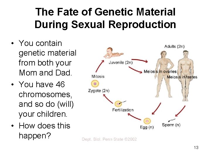 The Fate of Genetic Material During Sexual Reproduction • You contain genetic material from