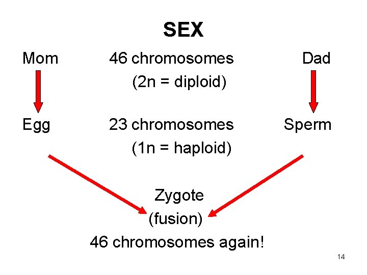 SEX Mom 46 chromosomes (2 n = diploid) Dad Egg 23 chromosomes (1 n