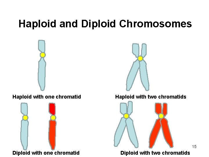 Haploid and Diploid Chromosomes Haploid with one chromatid Haploid with two chromatids 15 Diploid