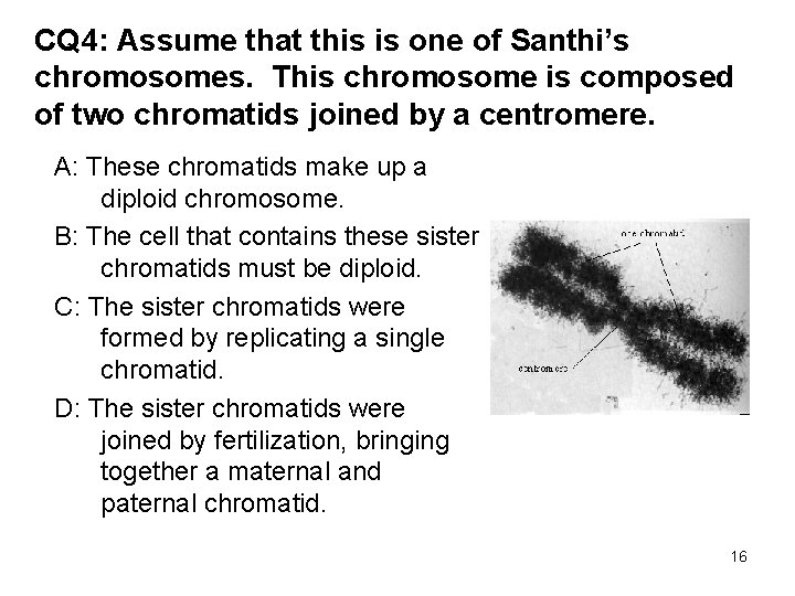 CQ 4: Assume that this is one of Santhi’s chromosomes. This chromosome is composed