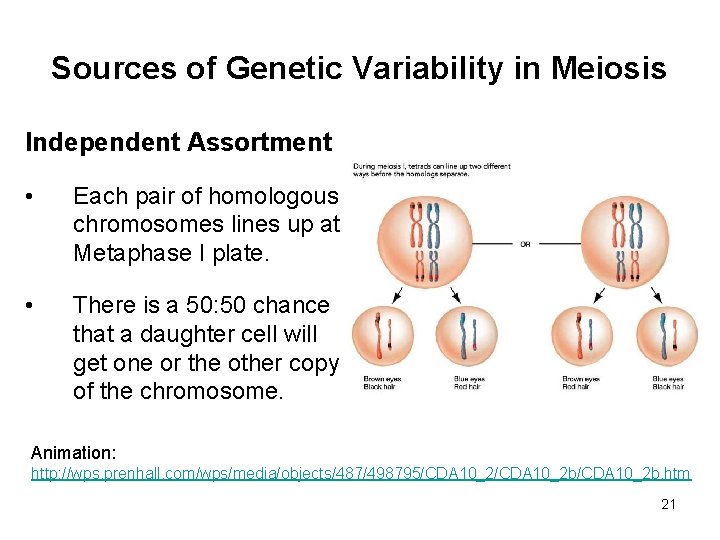 Sources of Genetic Variability in Meiosis Independent Assortment • Each pair of homologous chromosomes