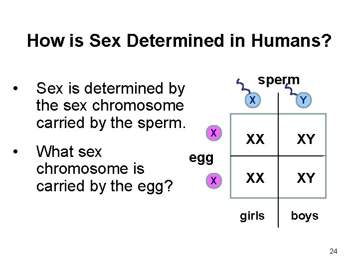 How is Sex Determined in Humans? • • Sex is determined by the sex