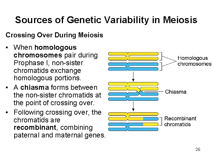 Sources of Genetic Variability in Meiosis Crossing Over During Meiosis • When homologous chromosomes