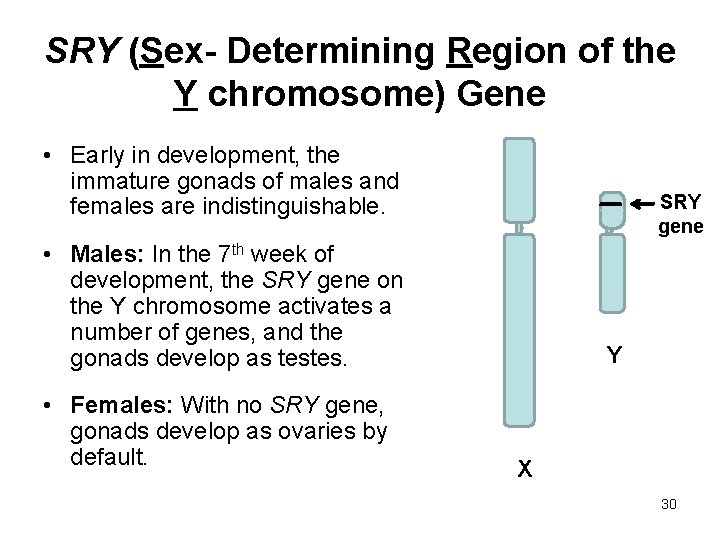 SRY (Sex- Determining Region of the Y chromosome) Gene • Early in development, the