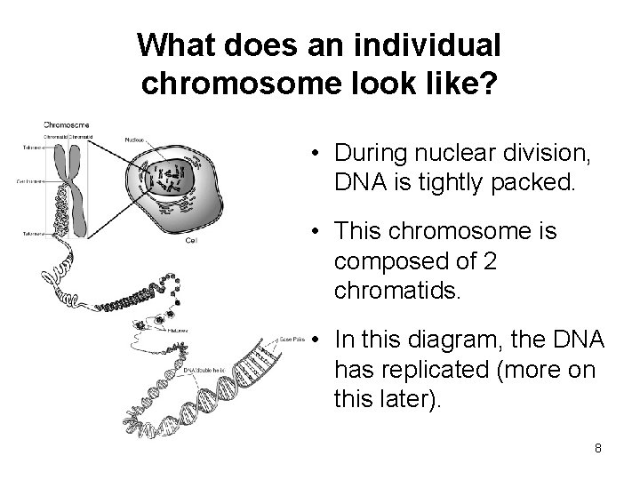 What does an individual chromosome look like? • During nuclear division, DNA is tightly