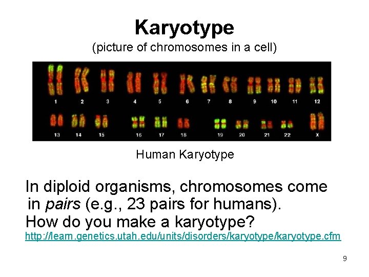 Karyotype (picture of chromosomes in a cell) Human Karyotype In diploid organisms, chromosomes come