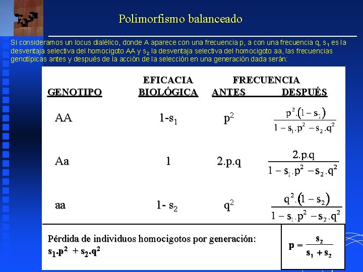 Polimorfismo balanceado Si consideramos un locus dialélico, donde A aparece con una frecuencia p, Polimorfismo balanceado Si consideramos un locus dialélico, donde A aparece con una frecuencia p,