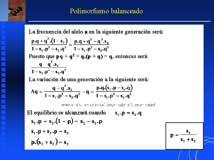 Polimorfismo balanceado La frecuencia del alelo a en la siguiente generación será: Puesto que Polimorfismo balanceado La frecuencia del alelo a en la siguiente generación será: Puesto que