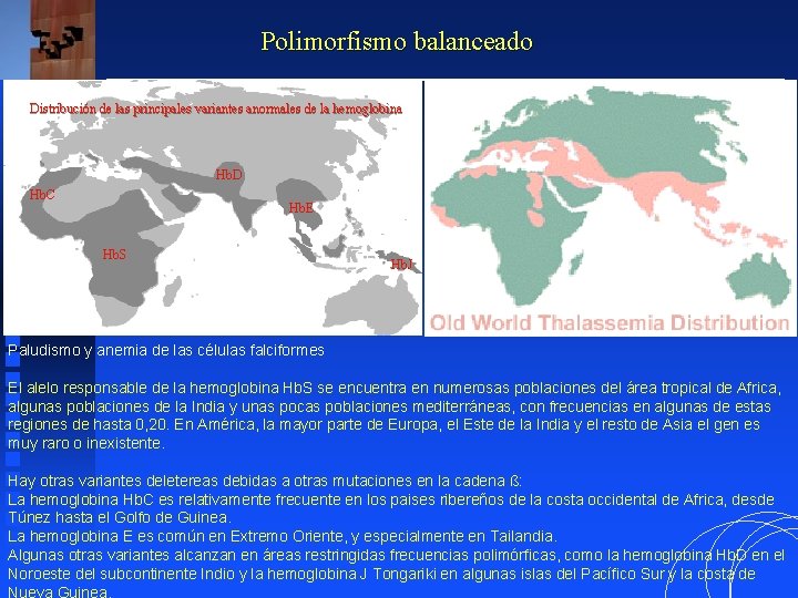 Polimorfismo balanceado Distribución de las principales variantes anormales de la hemoglobina Hb. D Hb. Polimorfismo balanceado Distribución de las principales variantes anormales de la hemoglobina Hb. D Hb.