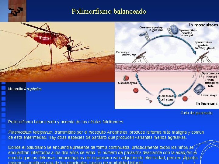 Polimorfismo balanceado Mosquito Anopheles Ciclo del plasmodio Polimorfismo balanceado y anemia de las células Polimorfismo balanceado Mosquito Anopheles Ciclo del plasmodio Polimorfismo balanceado y anemia de las células