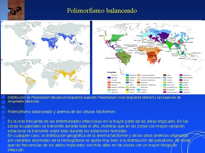 Polimorfismo balanceado Distribución de Plasmodium falciparum (izquierda superior) Plasmodium vivax (izquierda inferior) y las Polimorfismo balanceado Distribución de Plasmodium falciparum (izquierda superior) Plasmodium vivax (izquierda inferior) y las