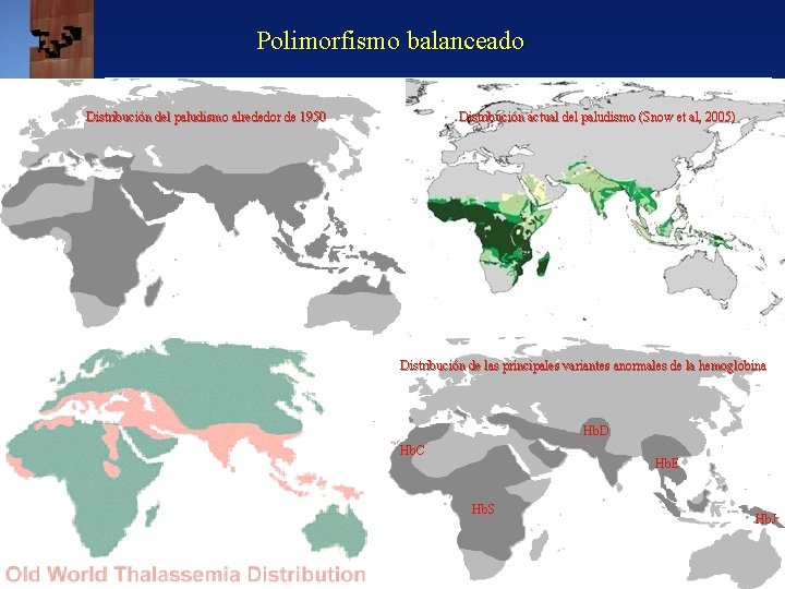 Polimorfismo balanceado Distribución del paludismo alrededor de 1950 Distribución actual del paludismo (Snow et Polimorfismo balanceado Distribución del paludismo alrededor de 1950 Distribución actual del paludismo (Snow et