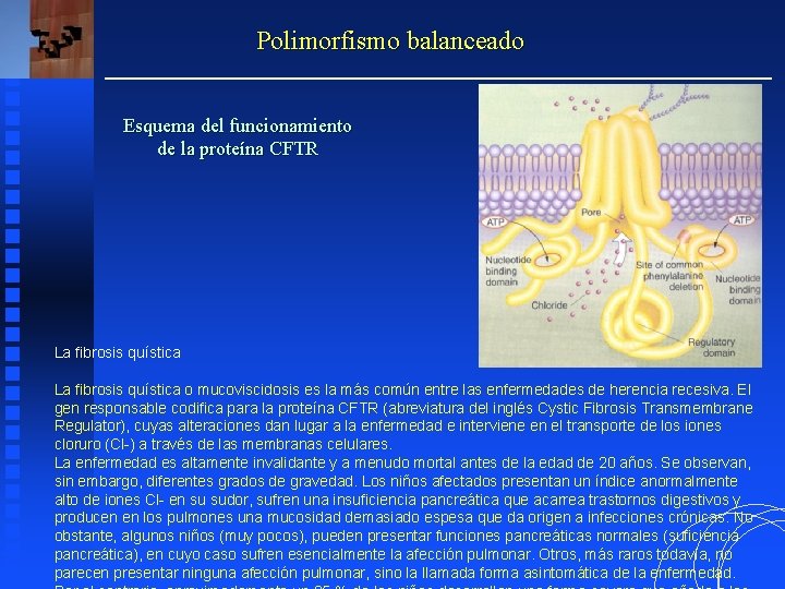 Polimorfismo balanceado Esquema del funcionamiento de la proteína CFTR La fibrosis quística o mucoviscidosis Polimorfismo balanceado Esquema del funcionamiento de la proteína CFTR La fibrosis quística o mucoviscidosis