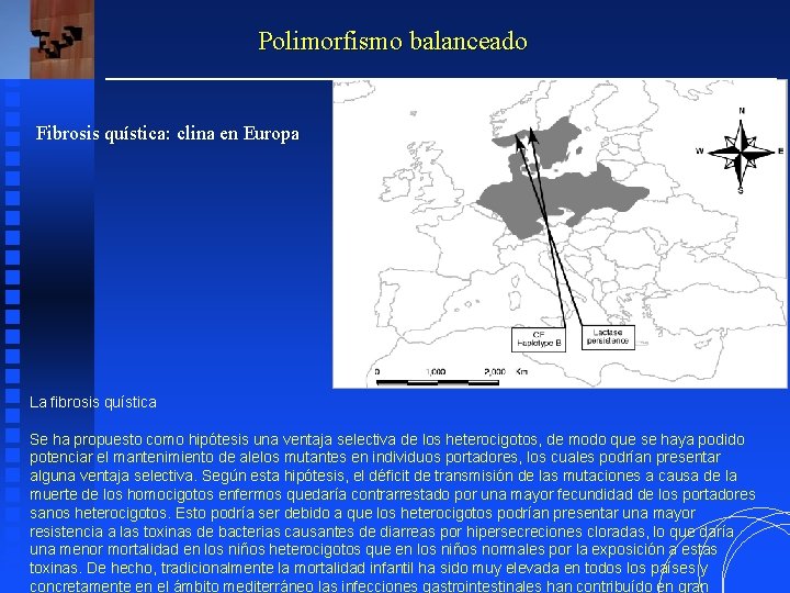 Polimorfismo balanceado Fibrosis quística: clina en Europa La fibrosis quística Se ha propuesto como Polimorfismo balanceado Fibrosis quística: clina en Europa La fibrosis quística Se ha propuesto como