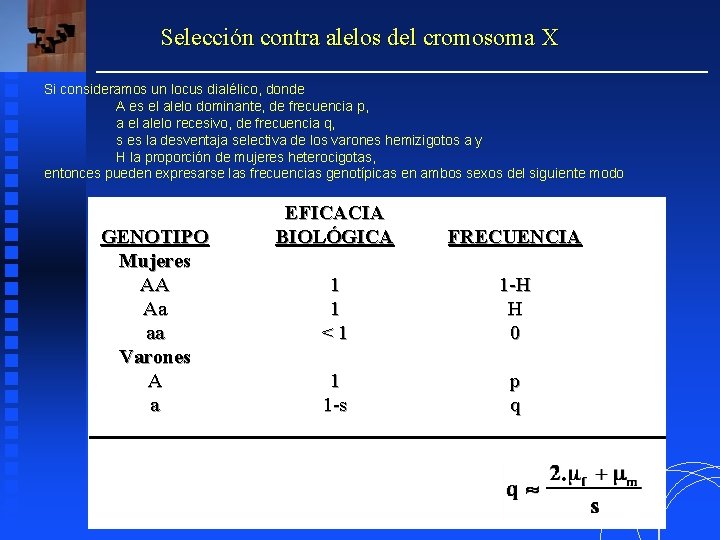 Selección contra alelos del cromosoma X Si consideramos un locus dialélico, donde A es Selección contra alelos del cromosoma X Si consideramos un locus dialélico, donde A es