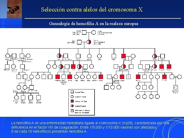 Selección contra alelos del cromosoma X Genealogía de hemofilia A en la realeza europea Selección contra alelos del cromosoma X Genealogía de hemofilia A en la realeza europea