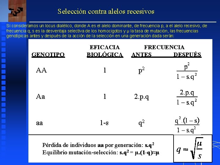 Selección contra alelos recesivos Si consideramos un locus dialélico, donde A es el alelo Selección contra alelos recesivos Si consideramos un locus dialélico, donde A es el alelo