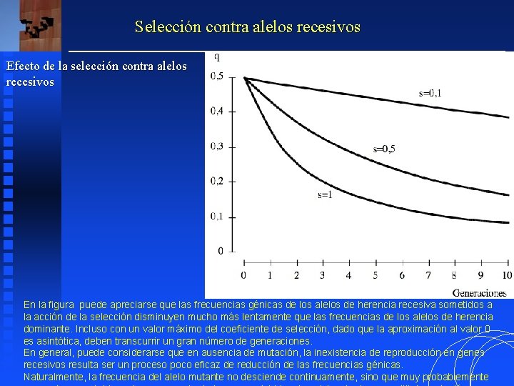Selección contra alelos recesivos Efecto de la selección contra alelos recesivos En la figura Selección contra alelos recesivos Efecto de la selección contra alelos recesivos En la figura
