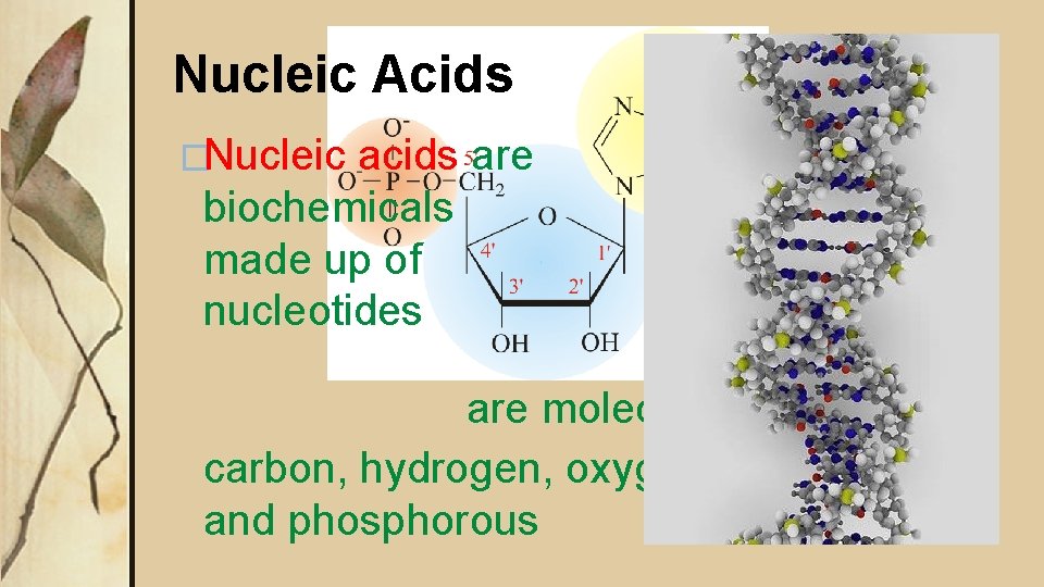 Nucleic Acids �Nucleic acids are biochemicals made up of nucleotides are molecules made of Nucleic Acids �Nucleic acids are biochemicals made up of nucleotides are molecules made of