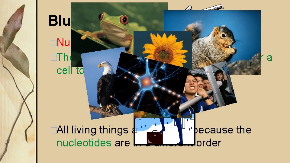 Blueprints of Life �Nucleic acids store genetic information �They carry all of the information Blueprints of Life �Nucleic acids store genetic information �They carry all of the information