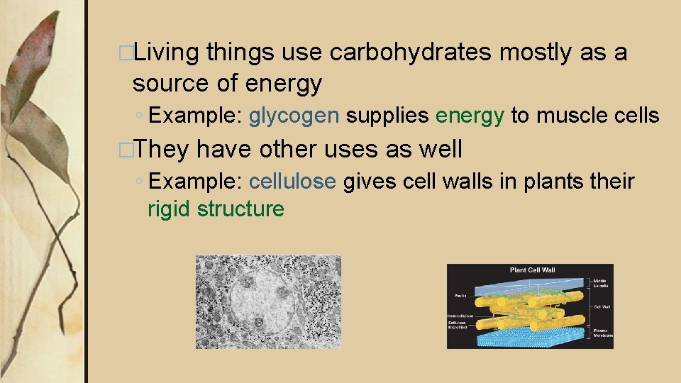 �Living things use carbohydrates mostly as a source of energy ◦ Example: glycogen supplies �Living things use carbohydrates mostly as a source of energy ◦ Example: glycogen supplies
