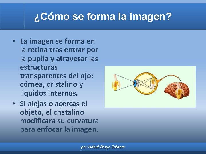¿Cómo se forma la imagen? • La imagen se forma en la retina tras