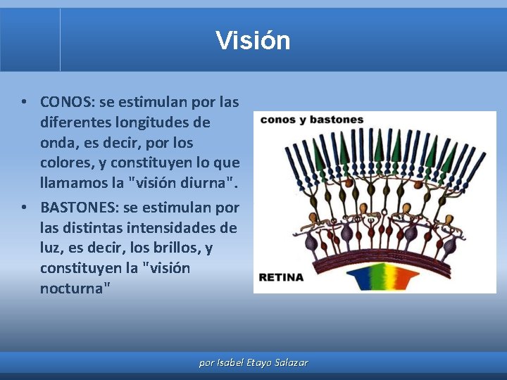 Visión • CONOS: se estimulan por las diferentes longitudes de onda, es decir, por