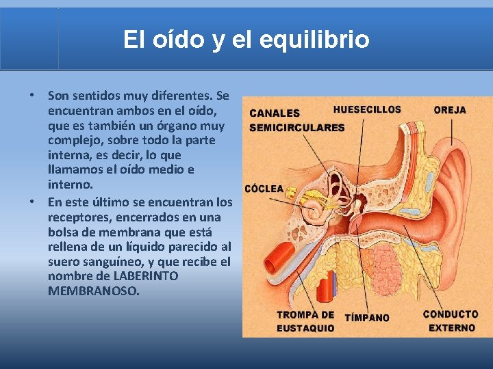 El oído y el equilibrio • Son sentidos muy diferentes. Se encuentran ambos en