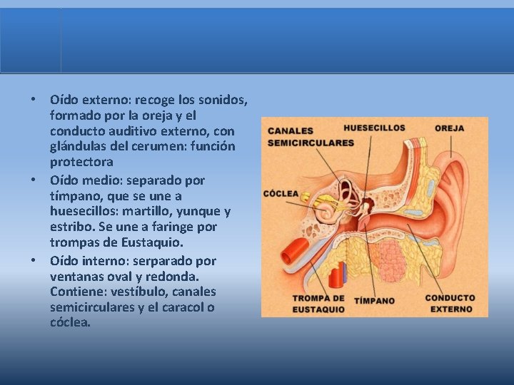  • Oído externo: recoge los sonidos, formado por la oreja y el conducto