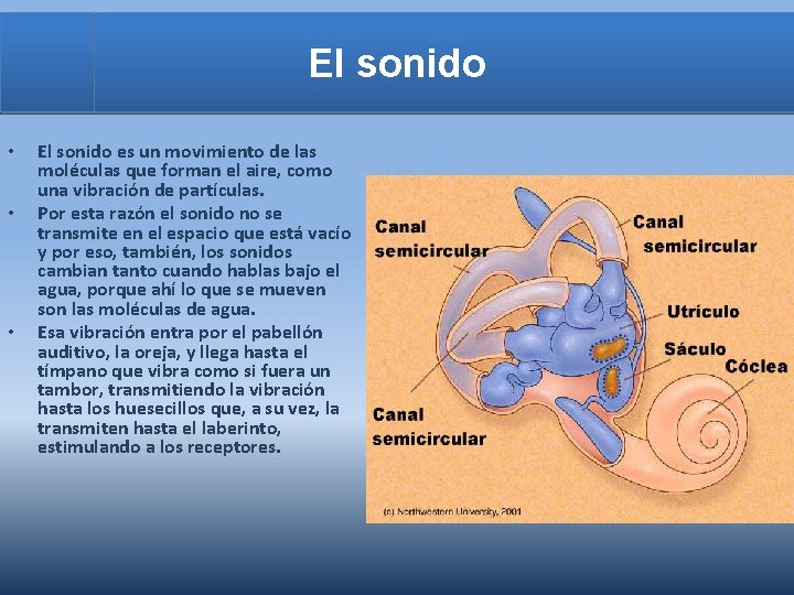 El sonido • • • El sonido es un movimiento de las moléculas que