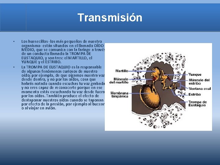 Transmisión • • Los huesecillos -los más pequeños de nuestro organismo- están situados en