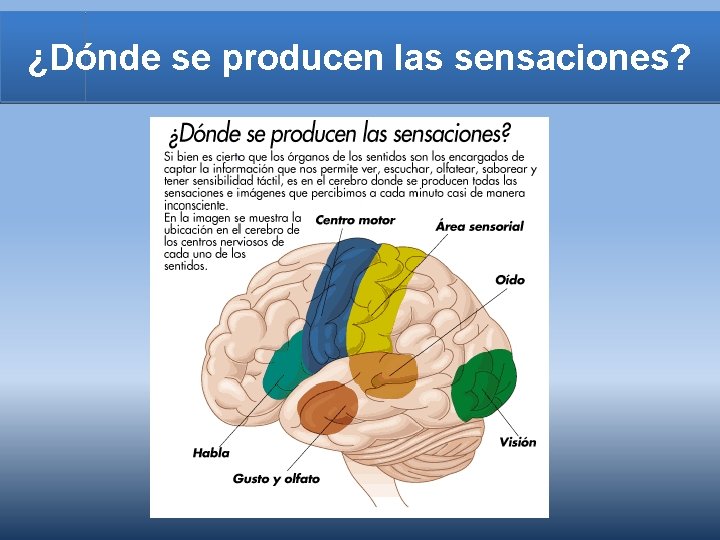 ¿Dónde se producen las sensaciones? 