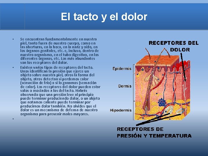 El tacto y el dolor • • • Se encuentran fundamentalmente en nuestra piel,