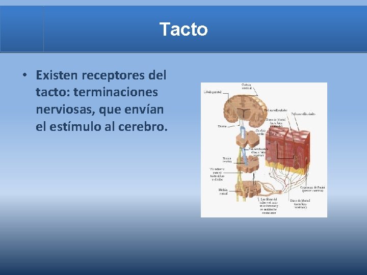 Tacto • Existen receptores del tacto: terminaciones nerviosas, que envían el estímulo al cerebro.