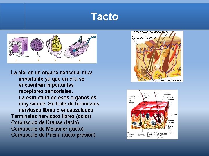 Tacto La piel es un órgano sensorial muy importante ya que en ella se