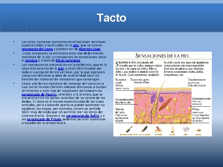 Tacto • • Los seres humanos presentan terminaciones nerviosas especializadas y localizadas en la