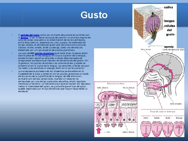 Gusto • • • El sentido del gusto actúa por contacto de sustancias solubles