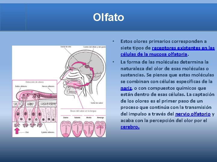 Olfato • • Estos olores primarios corresponden a siete tipos de receptores existentes en