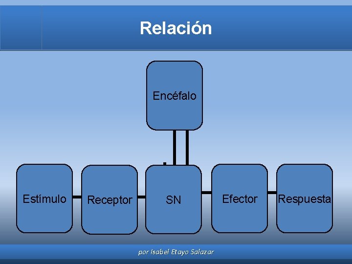 Relación Encéfalo Estímulo Receptor SN por Isabel Etayo Salazar Efector Respuesta 